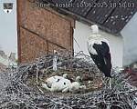 Capi_Dubne_20250610_185003.jpg
