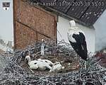 Capi_Dubne_20250610_185503.jpg
