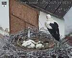 Capi_Dubne_20250610_190003.jpg