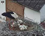 Capi_Dubne_20250610_190503.jpg