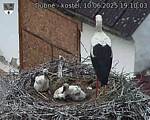 Capi_Dubne_20250610_191003.jpg