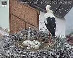 Capi_Dubne_20250610_192002.jpg