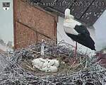 Capi_Dubne_20250610_194003.jpg