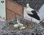 Capi_Dubne_20250610_195003.jpg