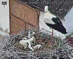 Capi_Dubne_20250610_195503.jpg