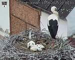 Capi_Dubne_20250610_200003.jpg