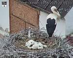 Capi_Dubne_20250610_200503.jpg