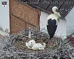 Capi_Dubne_20250610_201003.jpg