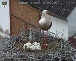 Capi_Dubne_20250610_202003.jpg