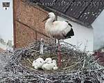 Capi_Dubne_20250610_202503.jpg
