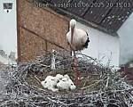 Capi_Dubne_20250610_203503.jpg