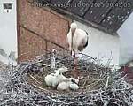 Capi_Dubne_20250610_204503.jpg