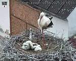 Capi_Dubne_20250610_205503.jpg