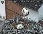 Capi_Dubne_20250610_210002.jpg