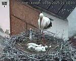 Capi_Dubne_20250610_211003.jpg