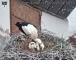 Capi_Dubne_20250611_045003.jpg