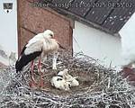 Capi_Dubne_20250611_045502.jpg