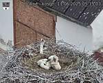 Capi_Dubne_20250611_051503.jpg