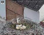 Capi_Dubne_20250611_061003.jpg