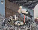Capi_Dubne_20250611_063502.jpg