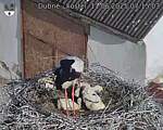 Capi_Dubne_20250611_071503.jpg