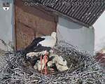 Capi_Dubne_20250611_072003.jpg