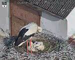 Capi_Dubne_20250611_073003.jpg