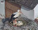 Capi_Dubne_20250611_073503.jpg