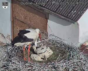 Capi_Dubne_20250611_074002.jpg (1350 x 1080)