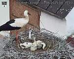 Capi_Dubne_20250611_083503.jpg
