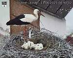 Capi_Dubne_20250611_084002.jpg