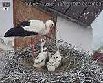 Capi_Dubne_20250611_085003.jpg