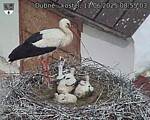 Capi_Dubne_20250611_085503.jpg
