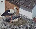 Capi_Dubne_20250611_104503.jpg