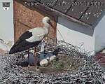 Capi_Dubne_20250611_105002.jpg