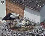 Capi_Dubne_20250611_114503.jpg