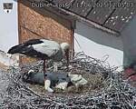 Capi_Dubne_20250611_120503.jpg
