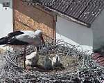Capi_Dubne_20250611_135503.jpg