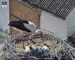 Capi_Dubne_20250611_160002.jpg
