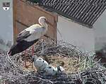 Capi_Dubne_20250611_164003.jpg