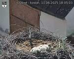 Capi_Dubne_20250611_180503.jpg