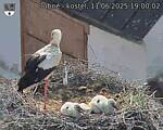 Capi_Dubne_20250611_190002.jpg