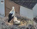 Capi_Dubne_20250611_192003.jpg