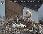 Capi_Dubne_20250611_201003.jpg