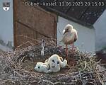 Capi_Dubne_20250611_201503.jpg