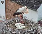 Capi_Dubne_20250611_205503.jpg