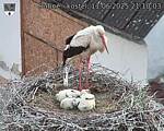 Capi_Dubne_20250611_211003.jpg