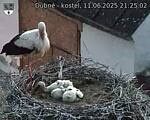 Capi_Dubne_20250611_212502.jpg