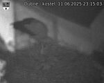 Capi_Dubne_20250611_231503.jpg