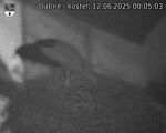 Capi_Dubne_20250612_000503.jpg